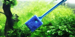 Read more about the article Hướng dẫn vệ sinh bể thủy sinh đúng cách