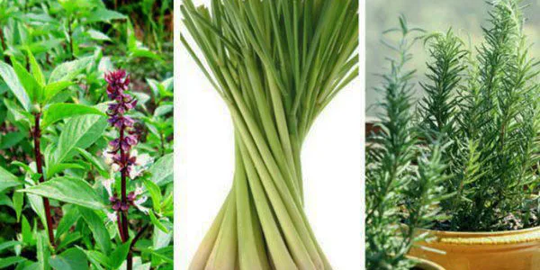 Read more about the article Cách đuổi muỗi hiệu quả ở nhà văn phòng